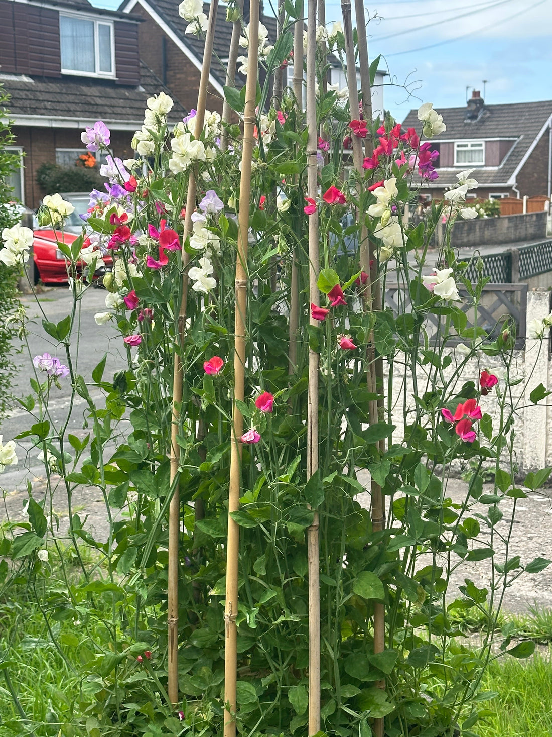 Sweet Peas of Various colours growing within a wigwam